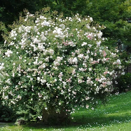 فندق مبيت وإفطار La Maggiorana ريفولي